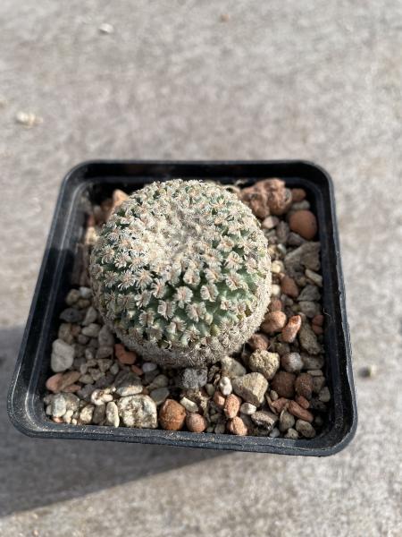 Turbinicarpus valdezianus